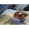 Achatina reticulata Congosnegl ungdyr