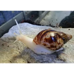 Achatina reticulata Congosnegl ungdyr