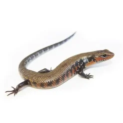African Fire Skink (Riopa fernandi)