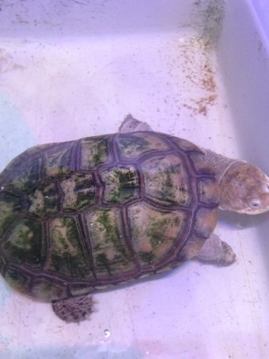 Afrikansk hjelmskildpadde (Pelomedusa subrufa)