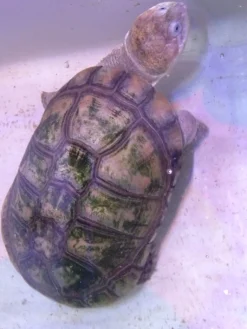 Afrikansk hjelmskildpadde (Pelomedusa subrufa)