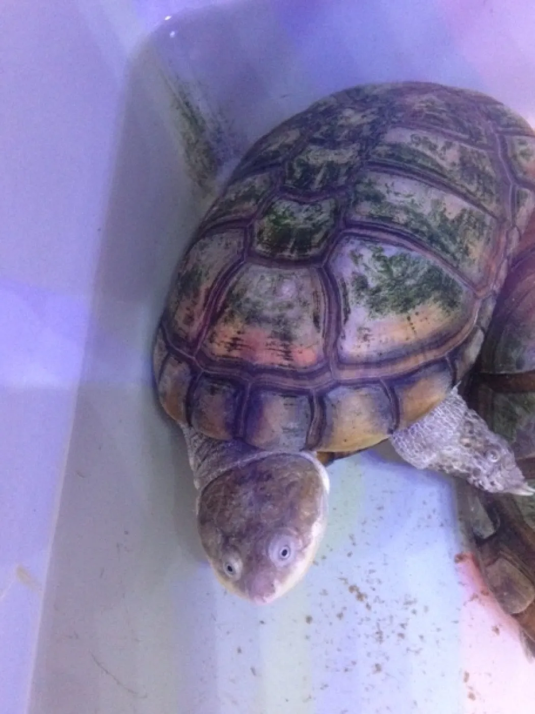 Afrikansk hjelmskildpadde (Pelomedusa subrufa)