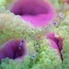 Anemone (Entacmea quadricolor) Bright Green
