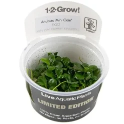 Anubias barteri 'Mini Coin' limited edition