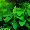 Anubias barteri var. nana Large potte