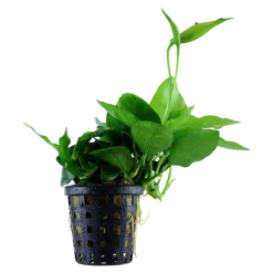 Anubias barteri var. nana Large potte