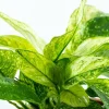 Anubias barteri var. nana Pinto potte