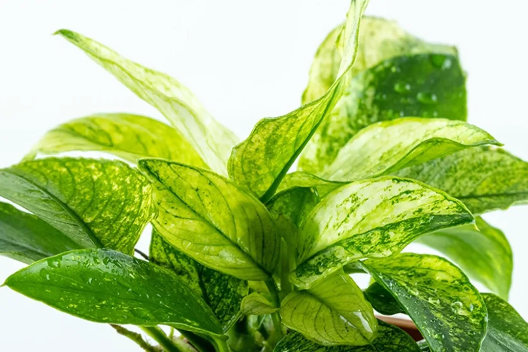 Anubias barteri var. nana Pinto potte