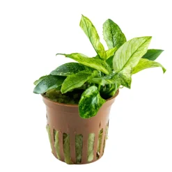 Anubias barteri var. nana Pinto potte