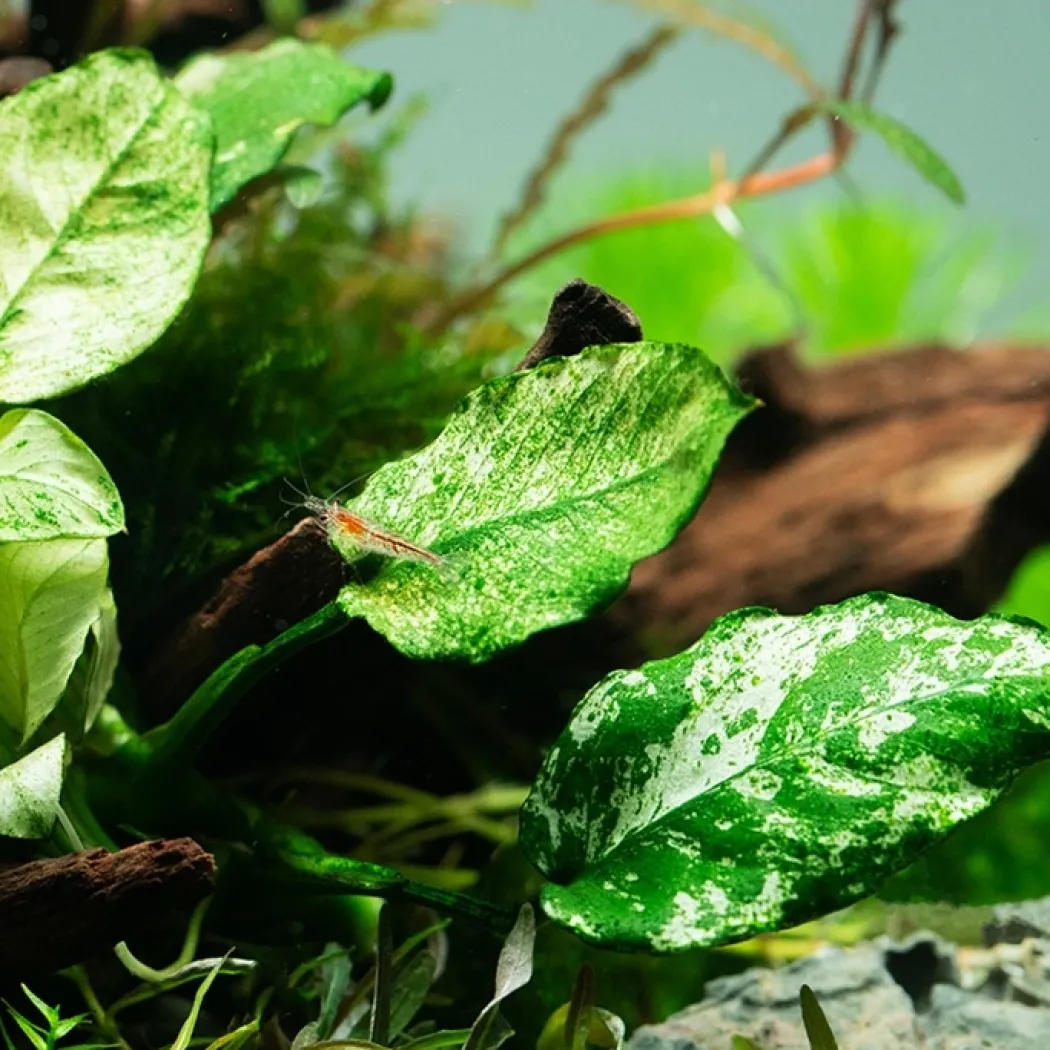 Anubias barteri var. nana Pinto potte