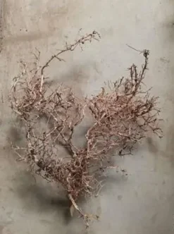 Aquascaping Root 35-45 cm