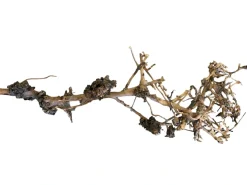 Aquascaping Root 25-35 cm