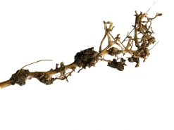 Aquascaping Root 25-35 cm