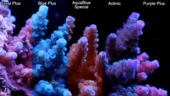 ATI T5 24 Watt Coral Plus 55 cm