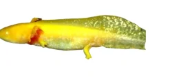 Axolotl (Ambystoma Mexicanum Gold)- det evige larvestadie i akvariet