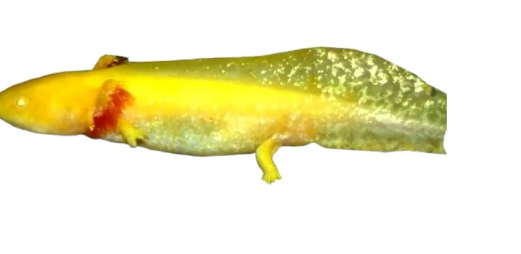 Axolotl (Ambystoma Mexicanum Gold)- det evige larvestadie i akvariet