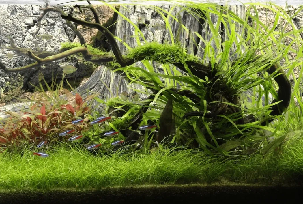 Back to Nature Amazonas 100 cm