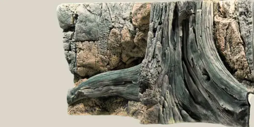 Back to Nature Amazonas 100 cm