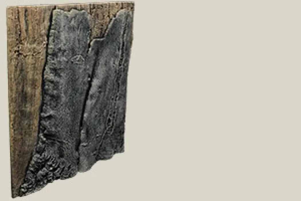Back to Nature Slim-Line 60 B Amazone (50x55 cm)