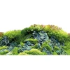 Baggrund til akvarium Scapers Hill og forest (50 cm høj) 120 cm