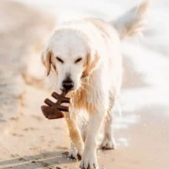 Benebone Fishbone Stor 21 cm - tyggeben med laksesmag