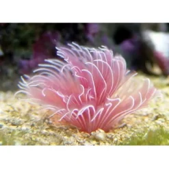 Bispira Guinensis Pink Børsteorm