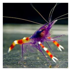 Blå Håndboldmålreje (Stenopus tenuirostris)