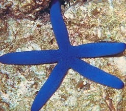 Blå Søstjerne (Linckia laevigata)