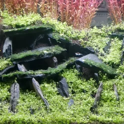 Black Slate Rock - Skifersten til Akvarie & Terrarie pr kg