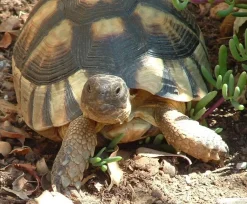 Bredrandet Landskildpadde (Testudo marginata)