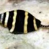 Bumble bee snail (Pusiostoma mendicaria)