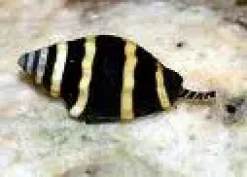 Bumble bee snail (Pusiostoma mendicaria)