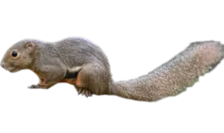 Callosciurus notatus plantain Egern