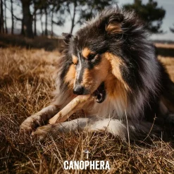 Canophera Kaffetræ L - naturligt tyggelegetøj til store hunde