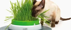 Catit Senses Kattegræs