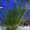 Caulerpa racemosa (alge til saltvand) Vindrue alge