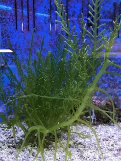 Caulerpa racemosa (alge til saltvand) Vindrue alge