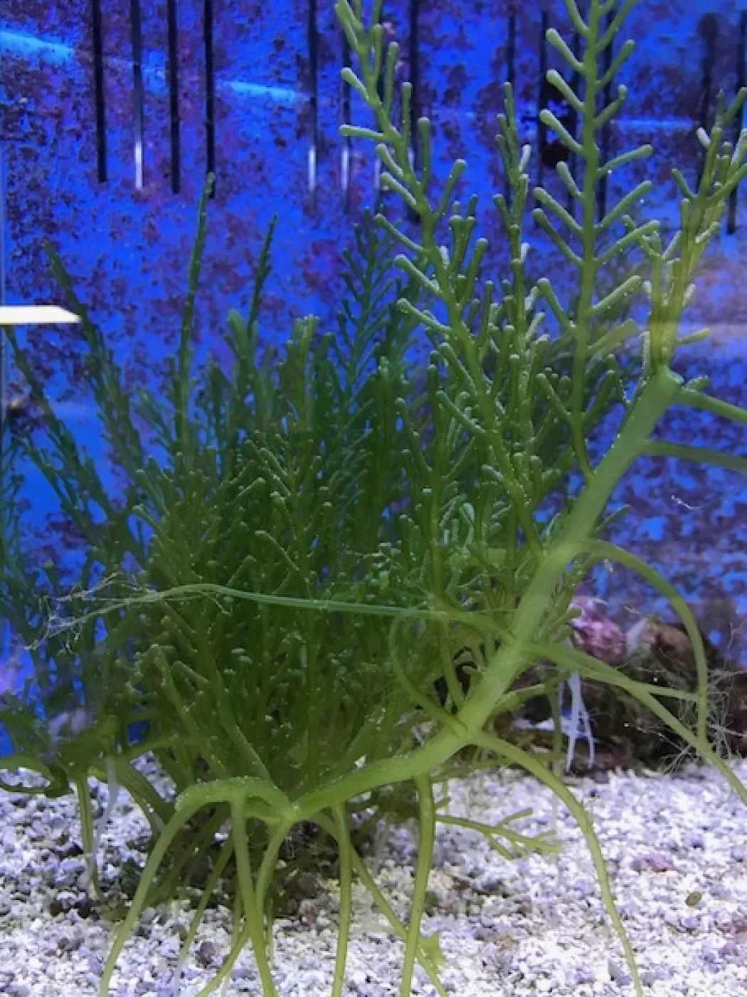 Caulerpa racemosa (alge til saltvand) Vindrue alge
