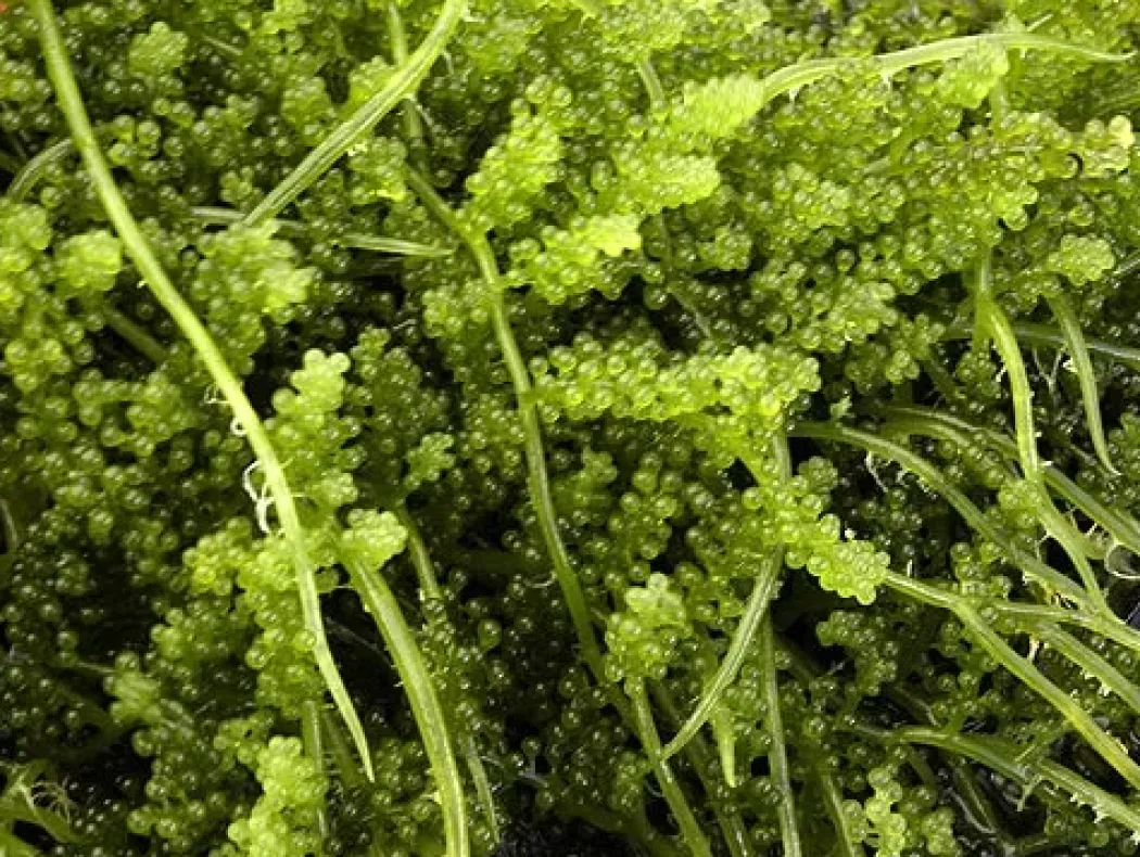 Caulerpa racemosa (alge til saltvand) Vindrue alge