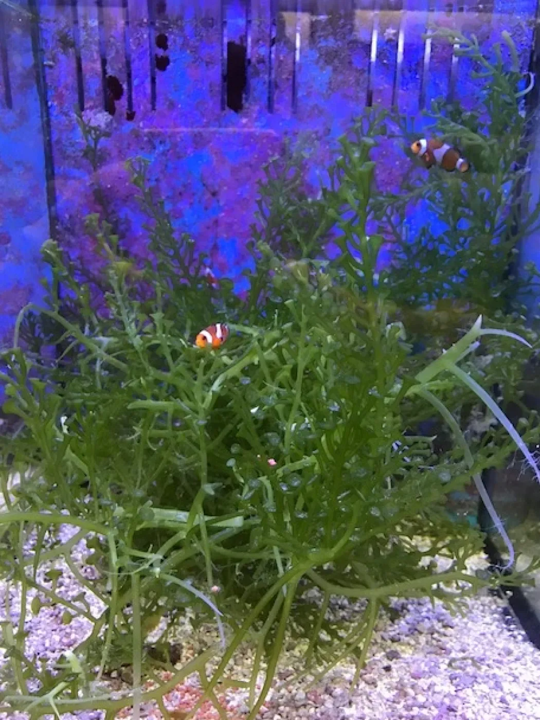 Caulerpa racemosa (alge til saltvand) Vindrue alge