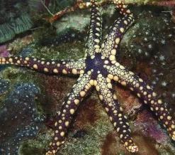 Celerina Heffermani søstjerne