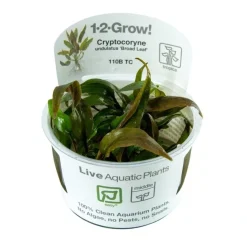 Cryptocoryne undulata Broad Leaf 1-2-GROW