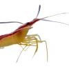 Dannebrogsreje 3-4 cm (Lysmata Amboinensis)