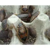 Dubia kakerlak 0,5 kg (blandet størrelser) Blaptica dubia