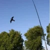 Dugehøg drage (Fugleskræmmer) med line