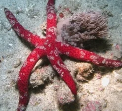 Echinaster Luzonicus Søstjerne Lilla og rødlig
