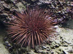 Echinometra Lucunter søpindsvin