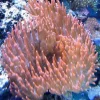 Entacmaea Quadricolor Anemone