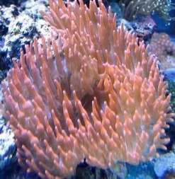 Entacmaea Quadricolor Anemone