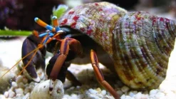 Eremitkrebs (Calcinus Laevimanus)